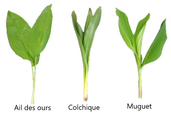 L Ail Des Ours La Plus Sauvage Des Plantes Aromatiques